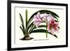 Amaryllis Reticulata Vittata-Louis Van Houtte-Framed Premium Giclee Print