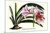 Amaryllis Reticulata Vittata-Louis Van Houtte-Mounted Premium Giclee Print