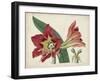 Amaryllis Splendor I-Curtis-Framed Art Print