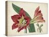 Amaryllis Splendor I-Curtis-Stretched Canvas