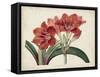 Amaryllis Splendor II-Curtis-Framed Stretched Canvas