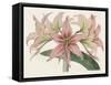 Amaryllis Varietals I-Ridgeway-Framed Stretched Canvas