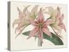 Amaryllis Varietals I-Ridgeway-Stretched Canvas