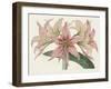 Amaryllis Varietals I-Ridgeway-Framed Art Print