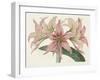 Amaryllis Varietals I-Ridgeway-Framed Art Print