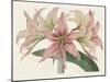 Amaryllis Varietals I-Ridgeway-Mounted Art Print