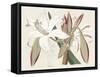 Amaryllis Varietals II-Ridgeway-Framed Stretched Canvas