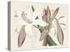 Amaryllis Varietals II-Ridgeway-Stretched Canvas