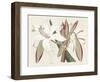 Amaryllis Varietals II-Ridgeway-Framed Art Print