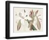 Amaryllis Varietals II-Ridgeway-Framed Art Print