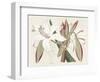 Amaryllis Varietals II-Ridgeway-Framed Art Print