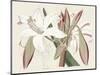 Amaryllis Varietals II-Ridgeway-Mounted Art Print