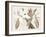 Amaryllis Varietals II-Ridgeway-Framed Art Print