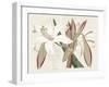 Amaryllis Varietals II-Ridgeway-Framed Art Print