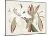 Amaryllis Varietals II-Ridgeway-Mounted Art Print