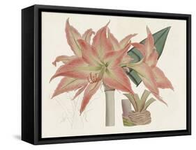 Amaryllis Varietals III-Ridgeway-Framed Stretched Canvas