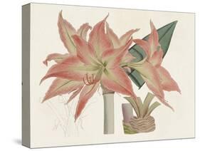 Amaryllis Varietals III-Ridgeway-Stretched Canvas