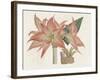 Amaryllis Varietals III-Ridgeway-Framed Art Print