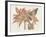 Amaryllis Varietals III-Ridgeway-Framed Art Print