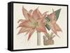 Amaryllis Varietals III-Ridgeway-Framed Stretched Canvas