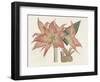 Amaryllis Varietals III-Ridgeway-Framed Art Print