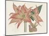 Amaryllis Varietals III-Ridgeway-Mounted Art Print