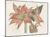 Amaryllis Varietals III-Ridgeway-Mounted Art Print