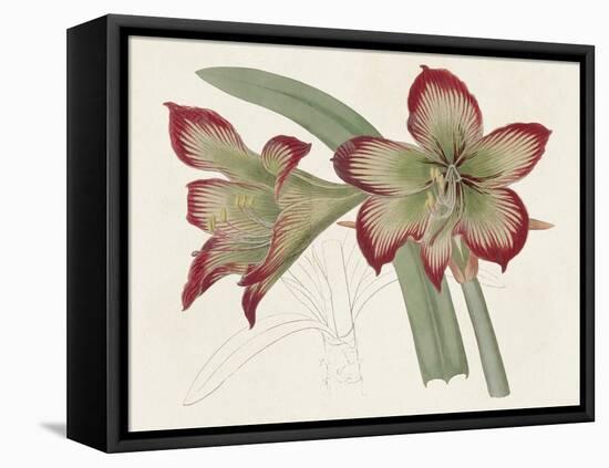 Amaryllis Varietals IV-Ridgeway-Framed Stretched Canvas