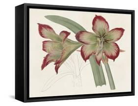 Amaryllis Varietals IV-Ridgeway-Framed Stretched Canvas