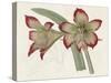 Amaryllis Varietals IV-Ridgeway-Stretched Canvas