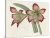 Amaryllis Varietals IV-Ridgeway-Stretched Canvas