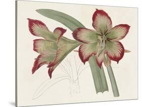 Amaryllis Varietals IV-Ridgeway-Stretched Canvas