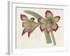 Amaryllis Varietals IV-Ridgeway-Framed Art Print