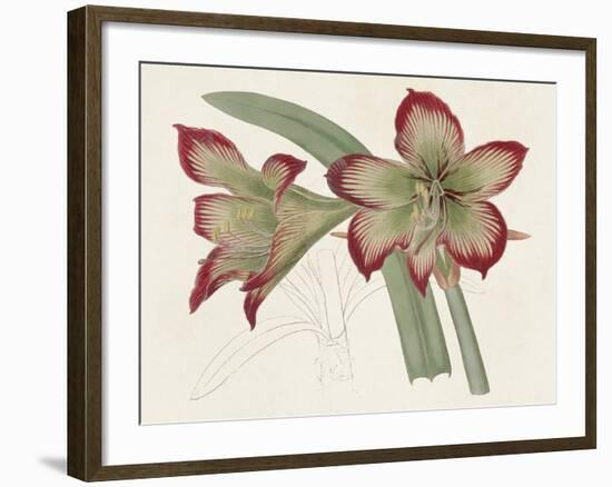 Amaryllis Varietals IV-Ridgeway-Framed Art Print