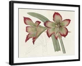 Amaryllis Varietals IV-Ridgeway-Framed Art Print