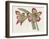 Amaryllis Varietals IV-Ridgeway-Framed Art Print