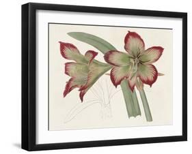 Amaryllis Varietals IV-Ridgeway-Framed Art Print