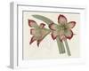 Amaryllis Varietals IV-Ridgeway-Framed Art Print