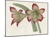 Amaryllis Varietals IV-Ridgeway-Mounted Art Print