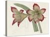 Amaryllis Varietals IV-Ridgeway-Stretched Canvas