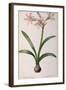 Amaryllis Vittata, from Les Liliacees Amaryllisees-Pierre-Joseph Redouté-Framed Giclee Print