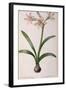 Amaryllis Vittata, from Les Liliacees Amaryllisees-Pierre-Joseph Redouté-Framed Giclee Print