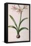 Amaryllis Vittata, from Les Liliacees Amaryllisees-Pierre-Joseph Redouté-Framed Stretched Canvas