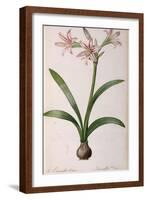 Amaryllis Vittata, from Les Liliacees Amaryllisees-Pierre-Joseph Redouté-Framed Giclee Print