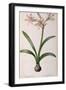 Amaryllis Vittata, from Les Liliacees Amaryllisees-Pierre-Joseph Redouté-Framed Giclee Print