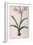 Amaryllis Vittata, from Les Liliacees Amaryllisees-Pierre-Joseph Redouté-Framed Giclee Print