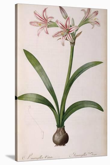 Amaryllis Vittata, from Les Liliacees Amaryllisees-Pierre-Joseph Redouté-Stretched Canvas