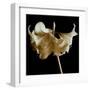 Amaryllis-Michael Harrison-Framed Art Print