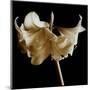 Amaryllis-Michael Harrison-Mounted Art Print