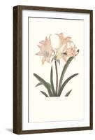 Amaryllis-Peter Brown-Framed Art Print